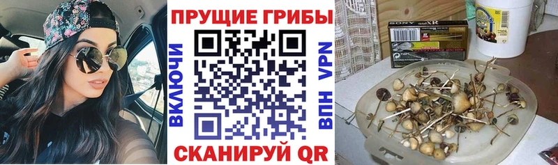 Купить где Дальнегорск Галлюциногенные грибы Magic Shrooms